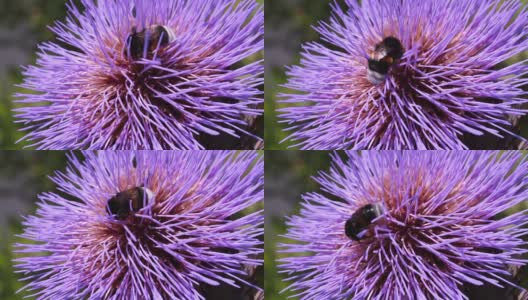 蓟花和大黄蜂高清在线视频素材下载