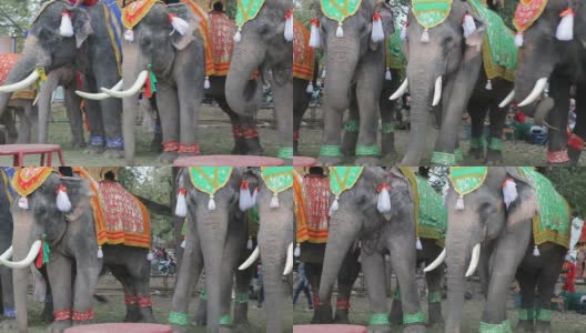 在一年一度的大象节上装饰的大象高清在线视频素材下载