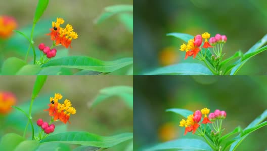 Asclepias curassavica高清在线视频素材下载