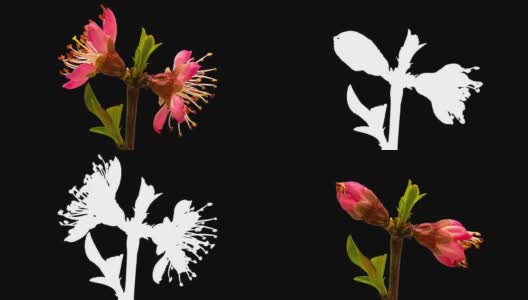 高清时间推移的葡萄园桃树花生长的黑色背景。盛开的花上色度键背景，剪下背景高清在线视频素材下载