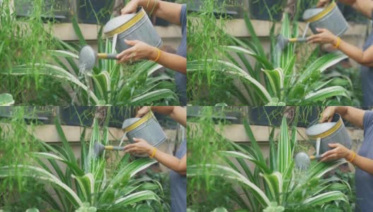 一位亚洲资深女士正在给树浇水。高清在线视频素材下载