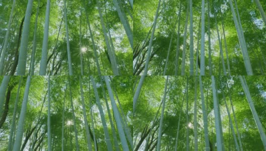 绿油油的竹林，阳光普照高清在线视频素材下载