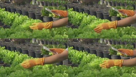 亚洲的有机农民拥有一个蔬菜农场，他们用一片药片来监测温度控制，并记录农场的叶子生长质量。小企业创业理念。高清在线视频素材下载