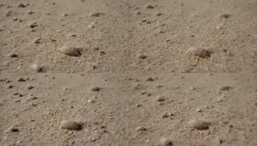 死蜗牛在沙漠的沙子和风在富埃特文图拉金丝雀群岛高清在线视频素材下载