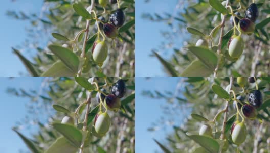 一滴滴的特级初榨橄榄油从树枝上生长的绿橄榄上飘落到地上，在清澈的蓝天背景下，橄榄枝在慢镜头中摇曳。滴高清在线视频素材下载