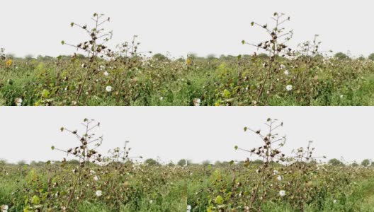美丽的短，一个印度村庄棉花水果和花卉种植在农场高清在线视频素材下载