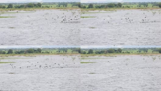 一大群鸟飞过湖面高清在线视频素材下载