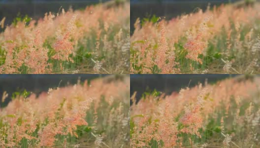 傍晚粉红草花的移动高清在线视频素材下载