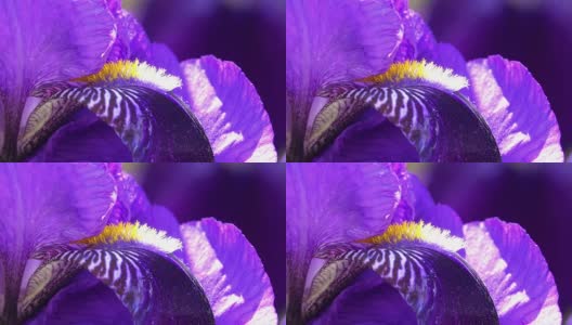 紫色蝴蝶花盛开-近距离高清在线视频素材下载