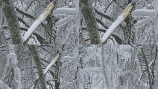 雨夹雪后森林的破坏高清在线视频素材下载