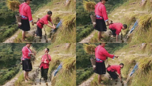 水稻梯田中的中国农民高清在线视频素材下载