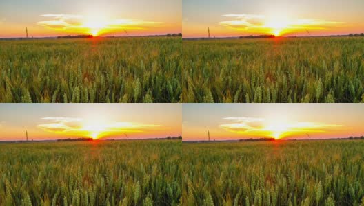 T/L麦田的年轻小麦在日落高清在线视频素材下载