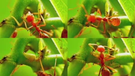 红蚂蚁饲养蚜虫高清在线视频素材下载