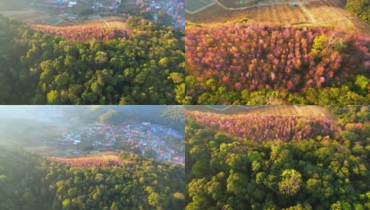 一个有着美丽的野生喜马拉雅樱桃树的乡村。那空泰国,泰国高清在线视频素材下载