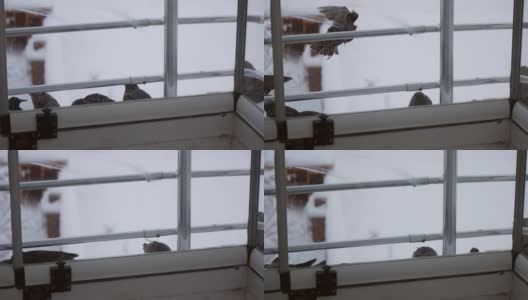 麻雀和椋鸟在冬天寻找食物，想着冬天的动物，椋鸟在窗前吃食物，高清在线视频素材下载