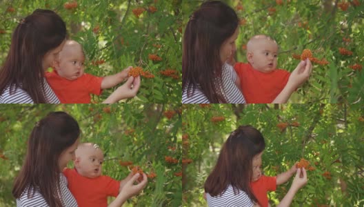 抱着新生婴儿的妈妈在城市公园里抚摸着花楸浆果。儿童发展，学习周围的世界高清在线视频素材下载