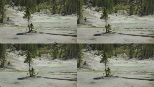 黄石国家公园，美国- 2021年7月。无人机拍摄的两棵活树在微风中与一棵死树倒下在泥附近的绿色矿物泉和森林的背景线。高清在线视频素材下载