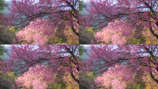 粉红色的樱花，樱花盛开的巷子。美好的风景优美的公园高清在线视频素材下载