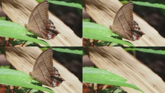常见的红林蝶高清在线视频素材下载