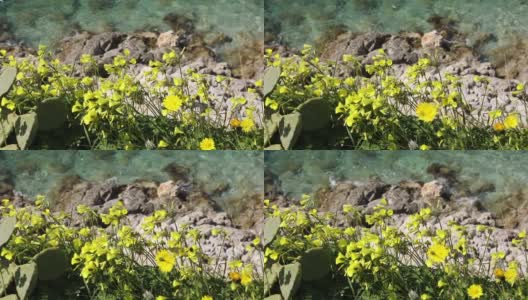 草黄色的花在蓝色的海背景上，开花植物靠近水。高清在线视频素材下载