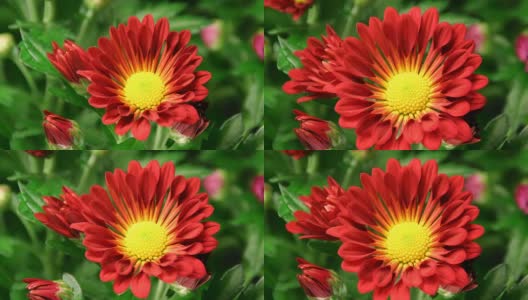 盛开的红色雏菊-美洲菊花高清在线视频素材下载