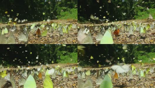 土地的蝴蝶高清在线视频素材下载