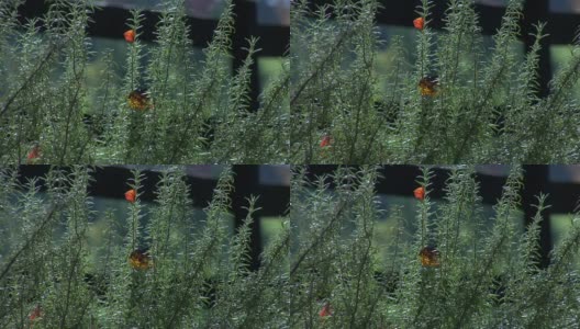 春天的灌木和蝴蝶在风中飞舞高清在线视频素材下载