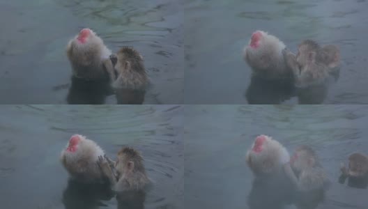 温泉中的雪猴(日本猕猴)高清在线视频素材下载