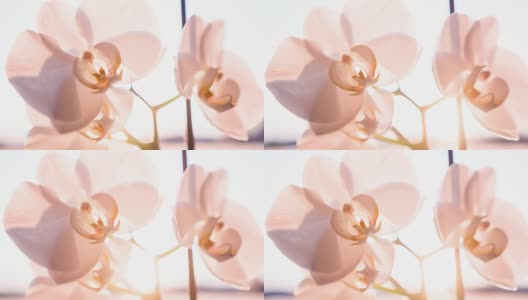 粉色兰花的花高清在线视频素材下载