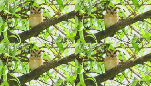 美丽的猫头鹰藏在树上高清在线视频素材下载