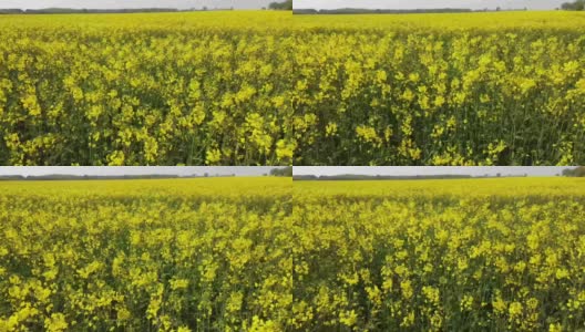近距离的开花黄色油菜籽花田Skåne，瑞典高清在线视频素材下载