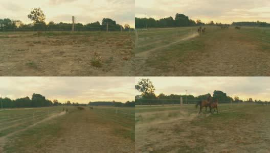 高清慢动作:两匹马在黎明奔跑高清在线视频素材下载