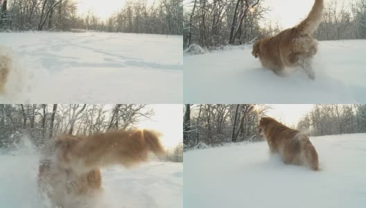 狗在雪地里奔跑高清在线视频素材下载