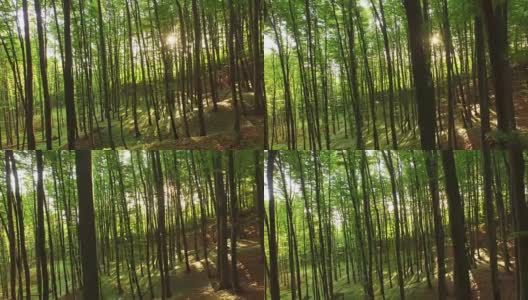 空中的绿色森林，后方有阳光直射高清在线视频素材下载
