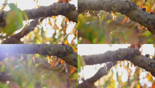 樱桃树枝上的树脂高清在线视频素材下载