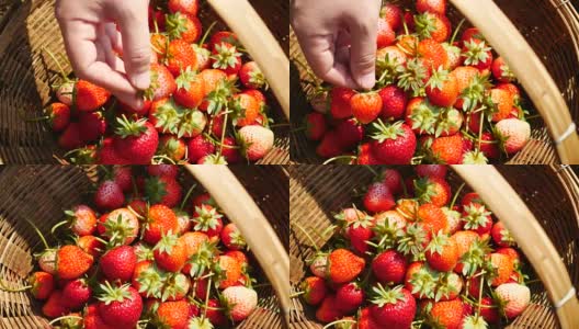 多汁的草莓与平移运动，4k(超高清)高清在线视频素材下载