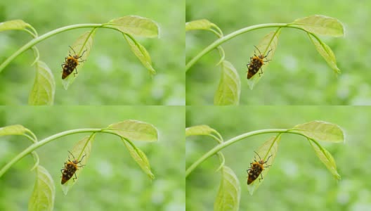 森林中绿叶上的甲虫。高清在线视频素材下载