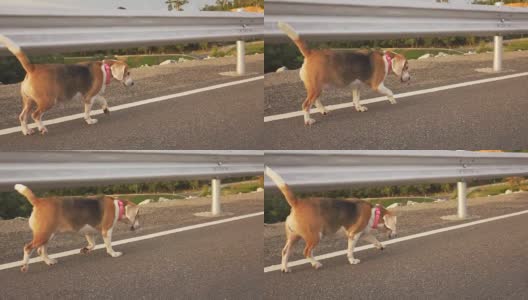 超级慢mo狗跑高清在线视频素材下载