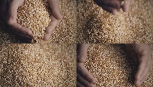 手中的小麦高清在线视频素材下载