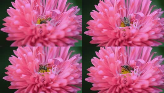 蜜蜂吮吸高清在线视频素材下载