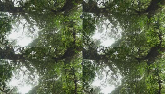 热带雨林中的雾，低角度视角，4k(UHD)高清在线视频素材下载