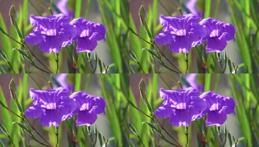 4K紫花在风中高清在线视频素材下载