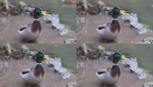 秋天的意大利米兰，一只鸭子在湖里游泳高清在线视频素材下载