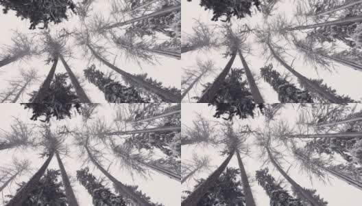 冬季树顶仰望暴风雪。底视图树。落叶松树干。森林抽象背景。雪落高清在线视频素材下载