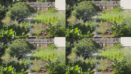 灌溉系统采用纺丝技术用于花园清新，夏季后院洒水喷灌高清在线视频素材下载