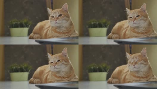 一只漂亮的姜黄色猫咪在笔记本电脑旁边的桌子上打盹高清在线视频素材下载