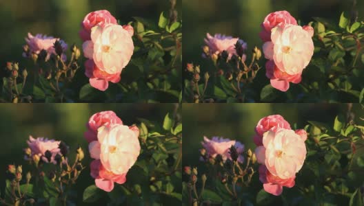 玫瑰在自然界中高清在线视频素材下载