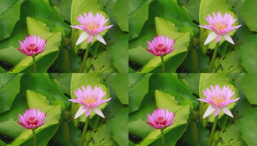 自然界的两朵莲花高清在线视频素材下载