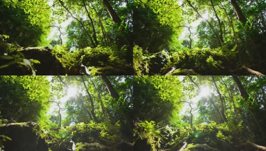 摄影:热带雨林中的自然高清在线视频素材下载