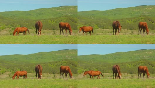 牧场上的一群纯种马高清在线视频素材下载